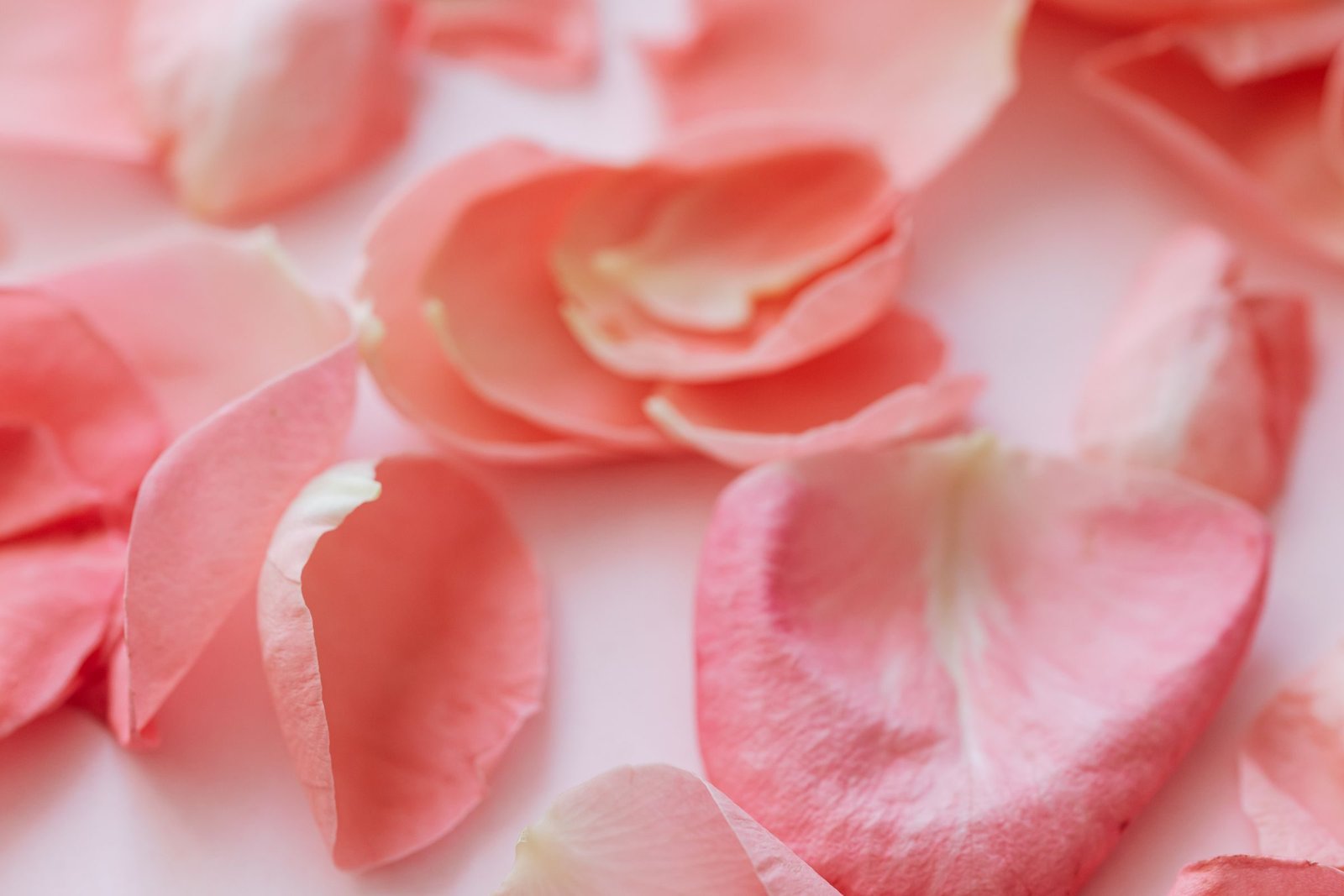 Pink rose petals scattered on white
